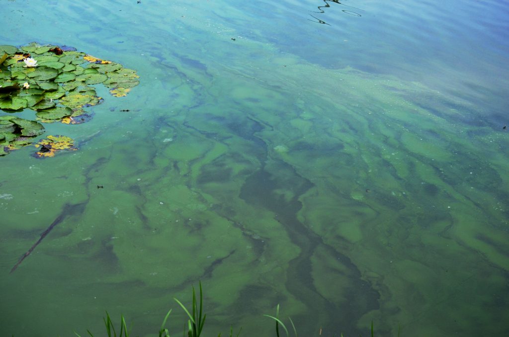 Blue-Green Algae Warnings Require Extra Caution When Enjoying the Water ...